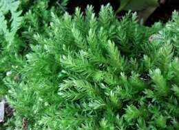 Image of horn calcareous moss