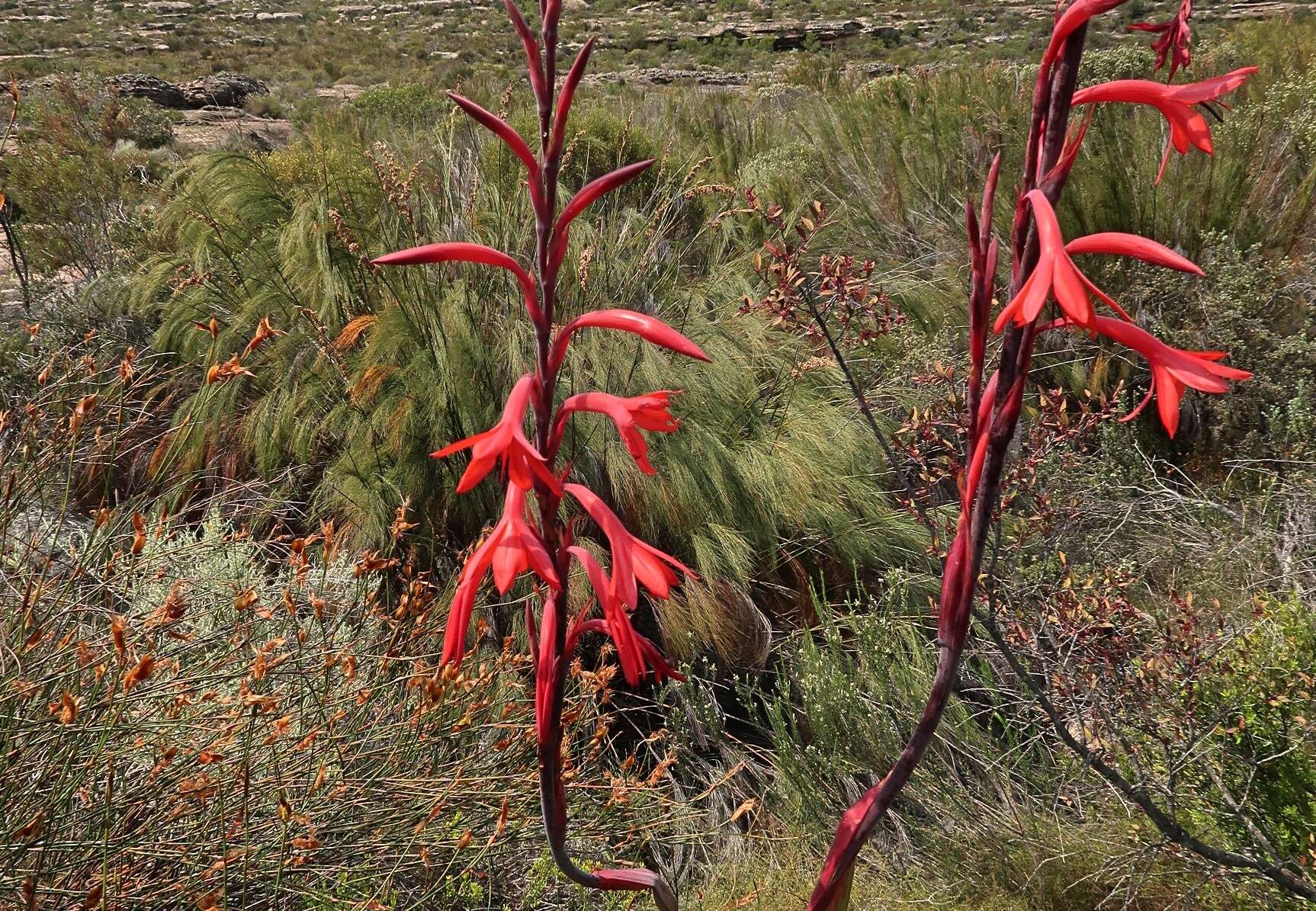 Imagem de Watsonia vanderspuyae L. Bolus