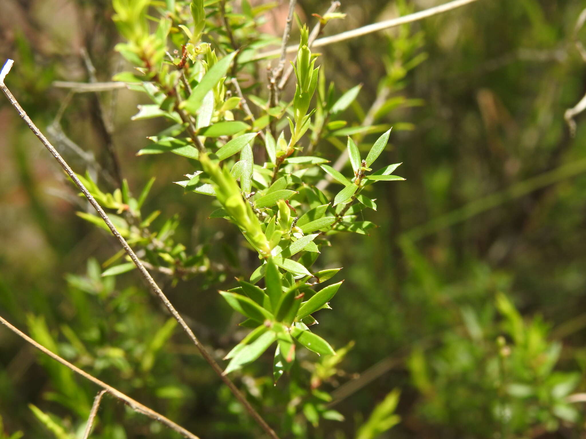 Image of Leucopogon leptospermoides R. Br.