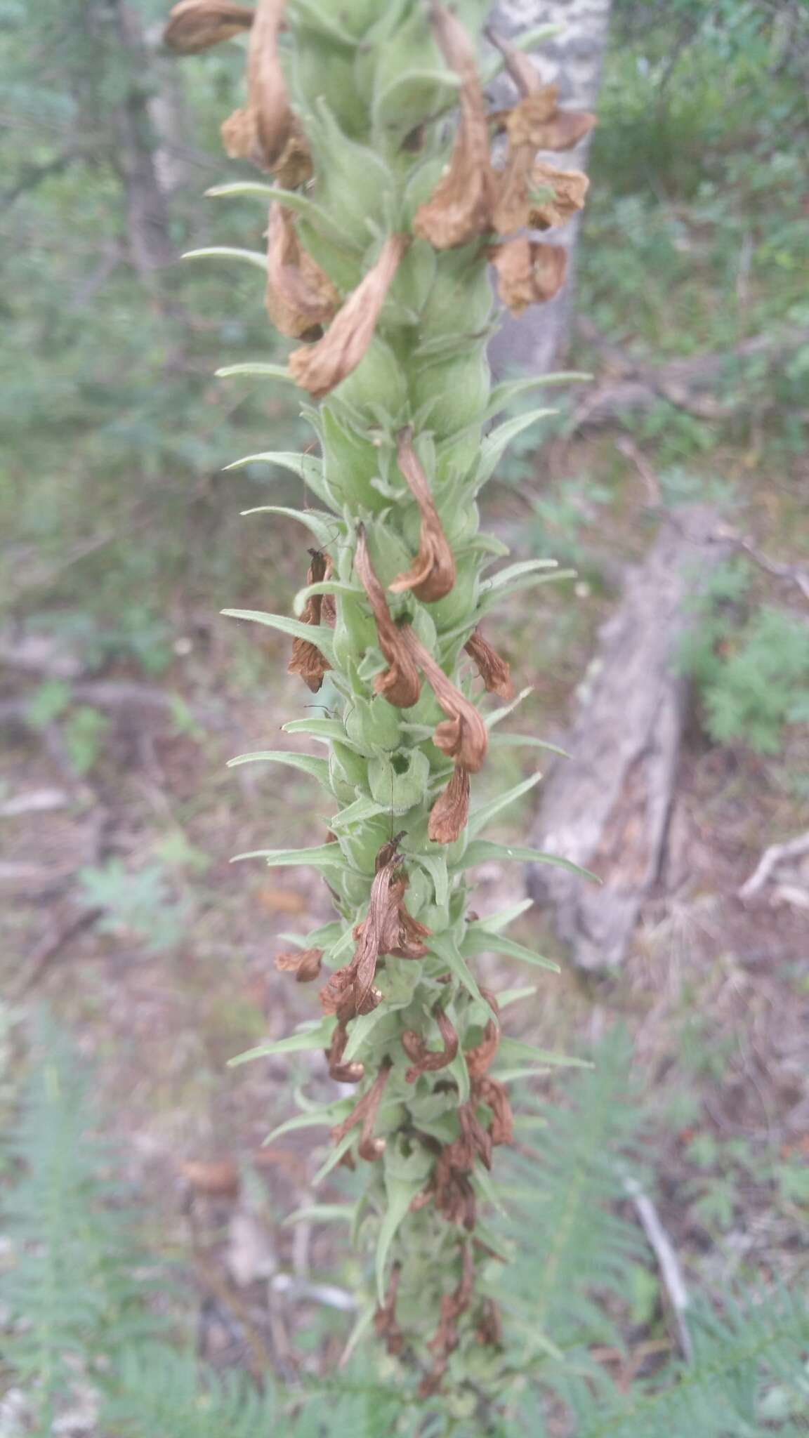 Image of Giant Lousewort