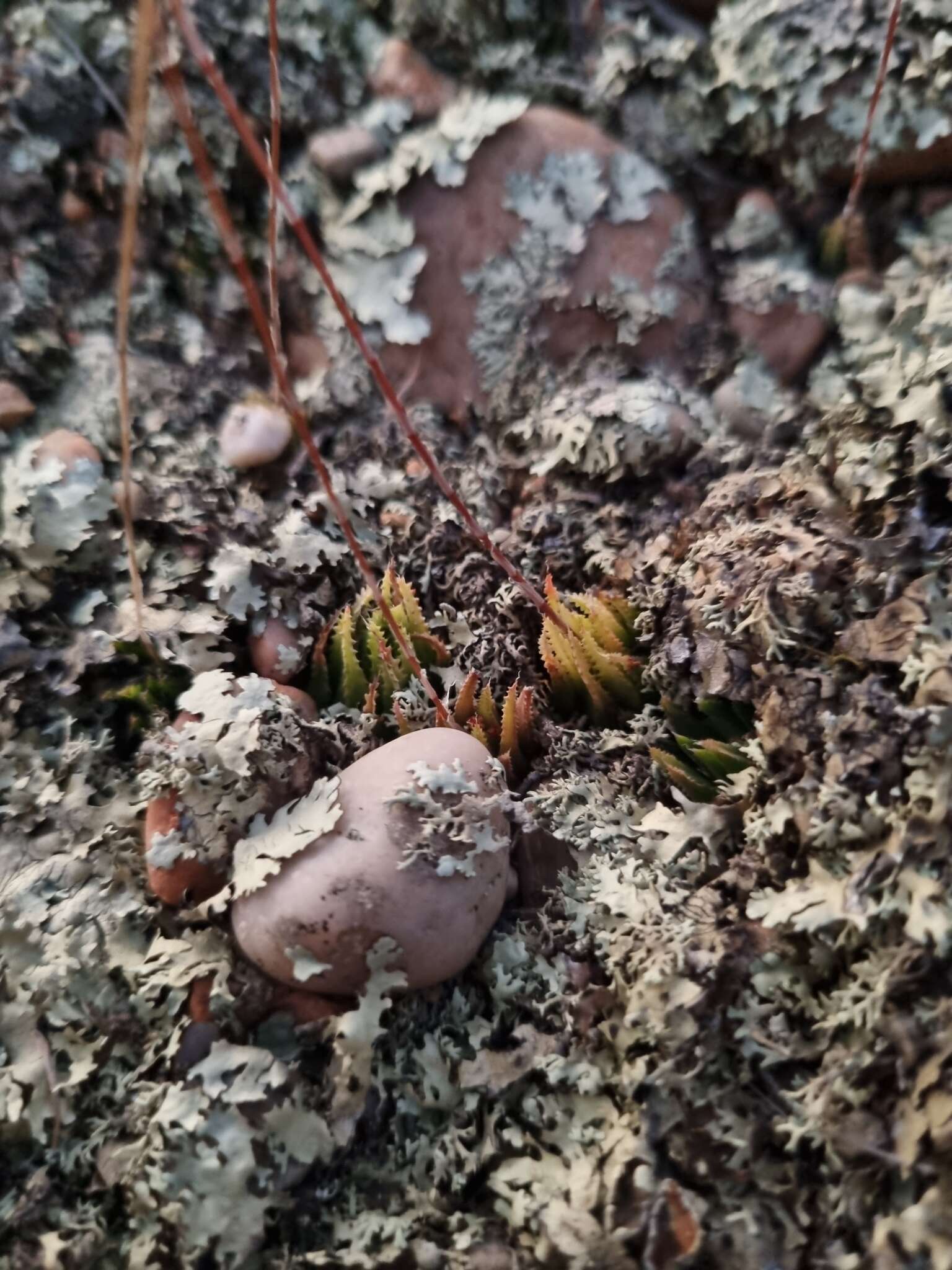 Image of Haworthia chloracantha var. denticulifera (Poelln.) M. B. Bayer