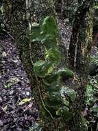 Image of Monstera tenuis K. Koch