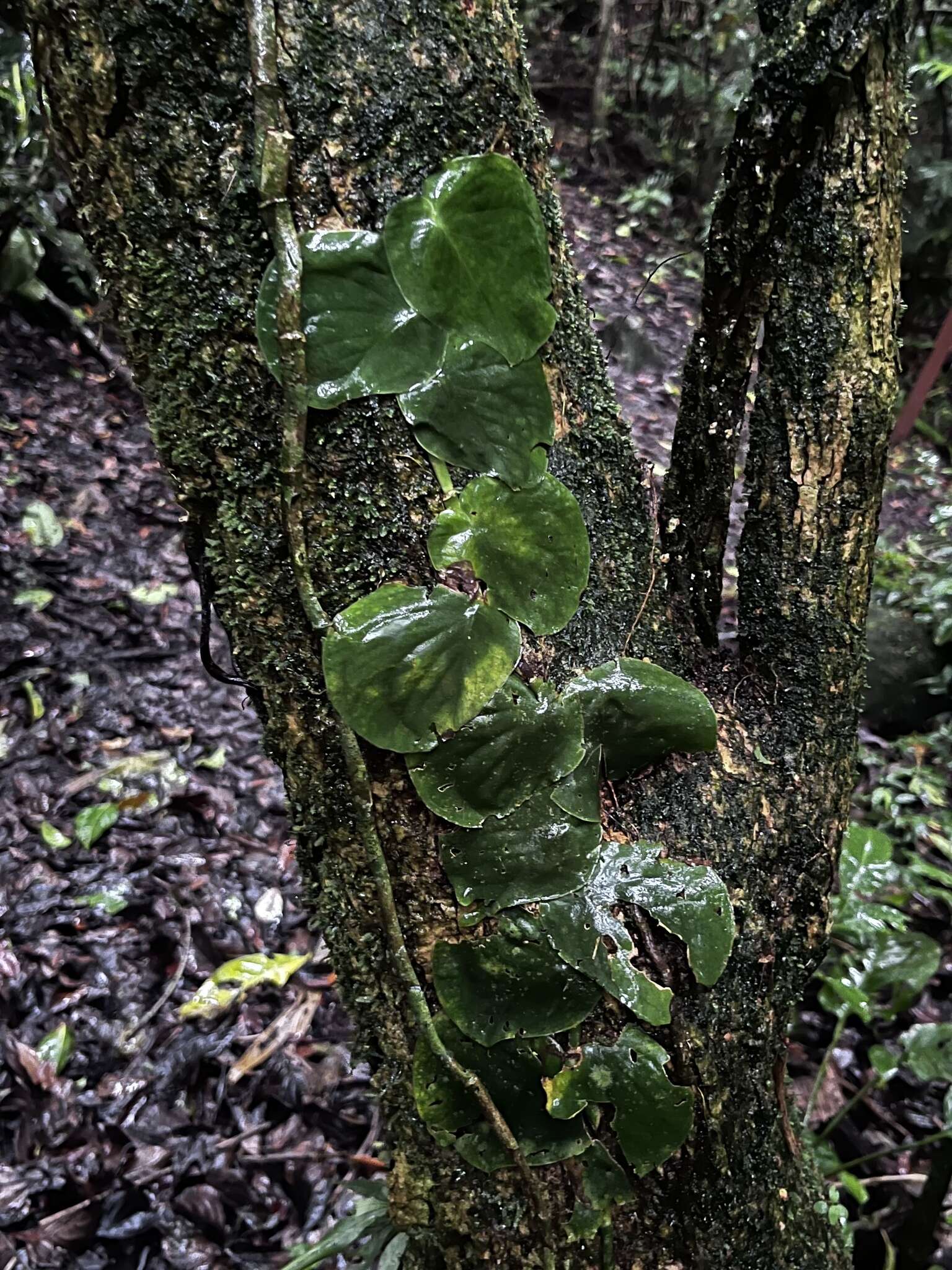 Image of Monstera tenuis K. Koch