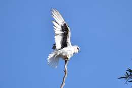 Image of Letter-winged Kite