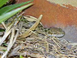 Image of Madagascarophis meridionalis Domergue 1987