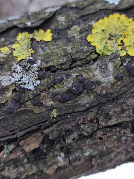 Image of Entoleuca mammata (Wahlenb.) J. D. Rogers & Y. M. Ju 1996