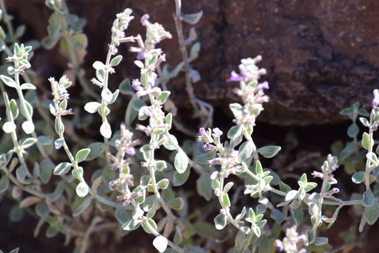 Image of softhair false pennyroyal