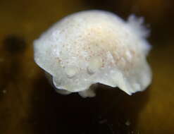 Image of Doriopsilla rowena Er. Marcus & Ev. Marcus 1967