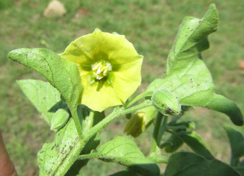 Physalis viscosa L. resmi