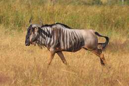 Image of Nyassaland Wildebeest