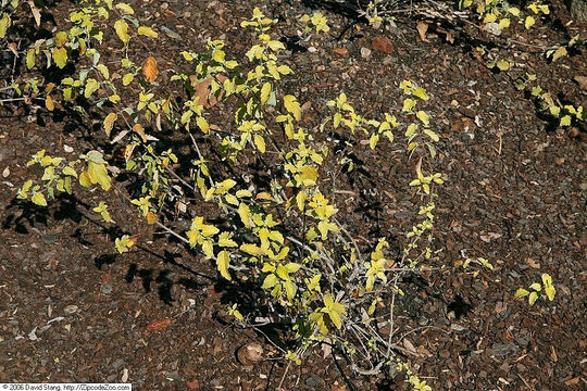 Image of caryopteris