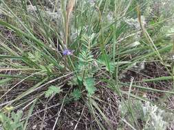 Image of Polygala tenuifolia Willd.