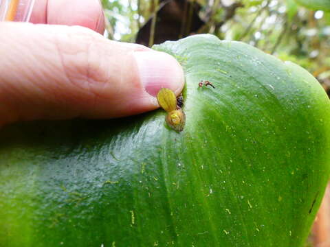 Imagem de Pleurothallis cordata (Ruiz & Pav.) Lindl.