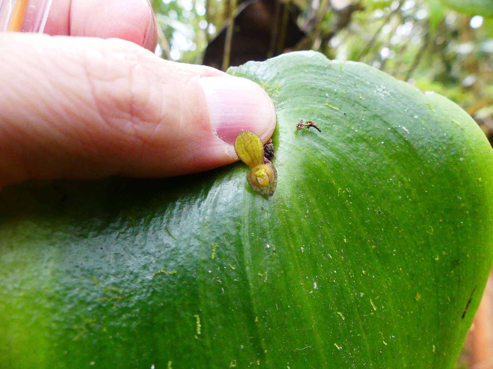 Imagem de Pleurothallis cordata (Ruiz & Pav.) Lindl.