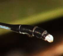 Image of Protosticta grandis Asahina 1985