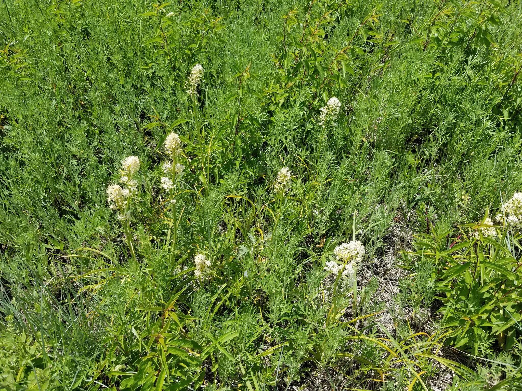 Image of Nuttall's deathcamas