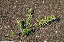 Image of butterfly milkweed