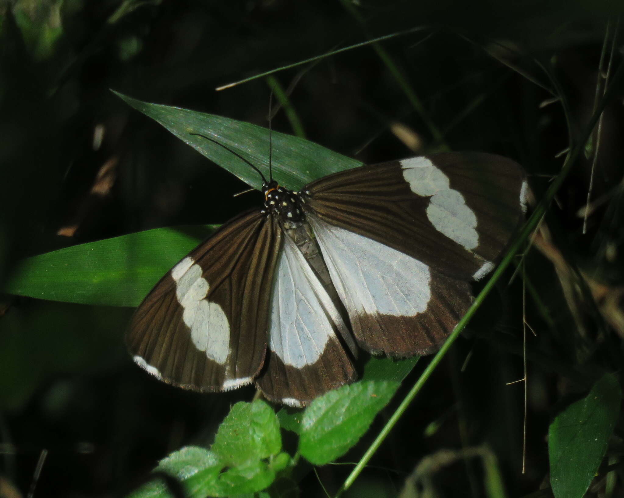 Imagem de <i>Chiromachla leuconoe</i>