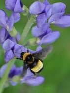 Image of Black and Gold Bumble bee