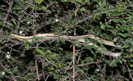 Sivun Dendrelaphis tristis (Daudin 1803) kuva