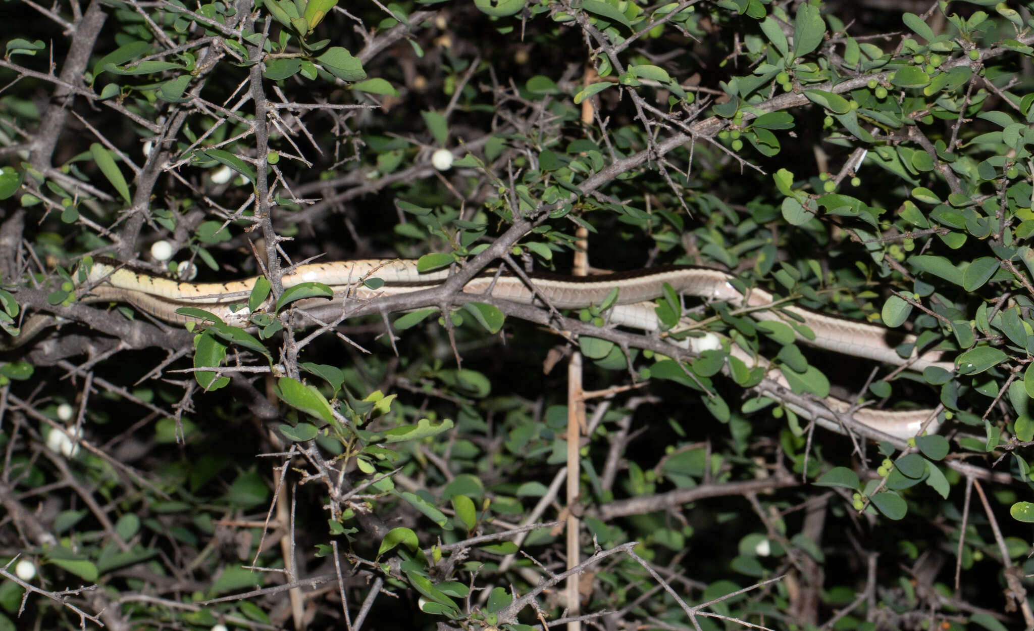 Sivun Dendrelaphis tristis (Daudin 1803) kuva