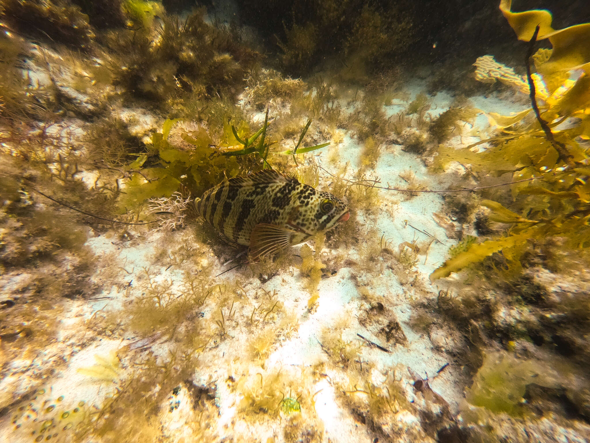 Image of Redlip morwong