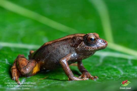 Sivun Pristimantis andinognomus Lehr & Coloma 2008 kuva