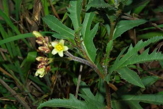 Image of Jatropha schlechteri subsp. schlechteri