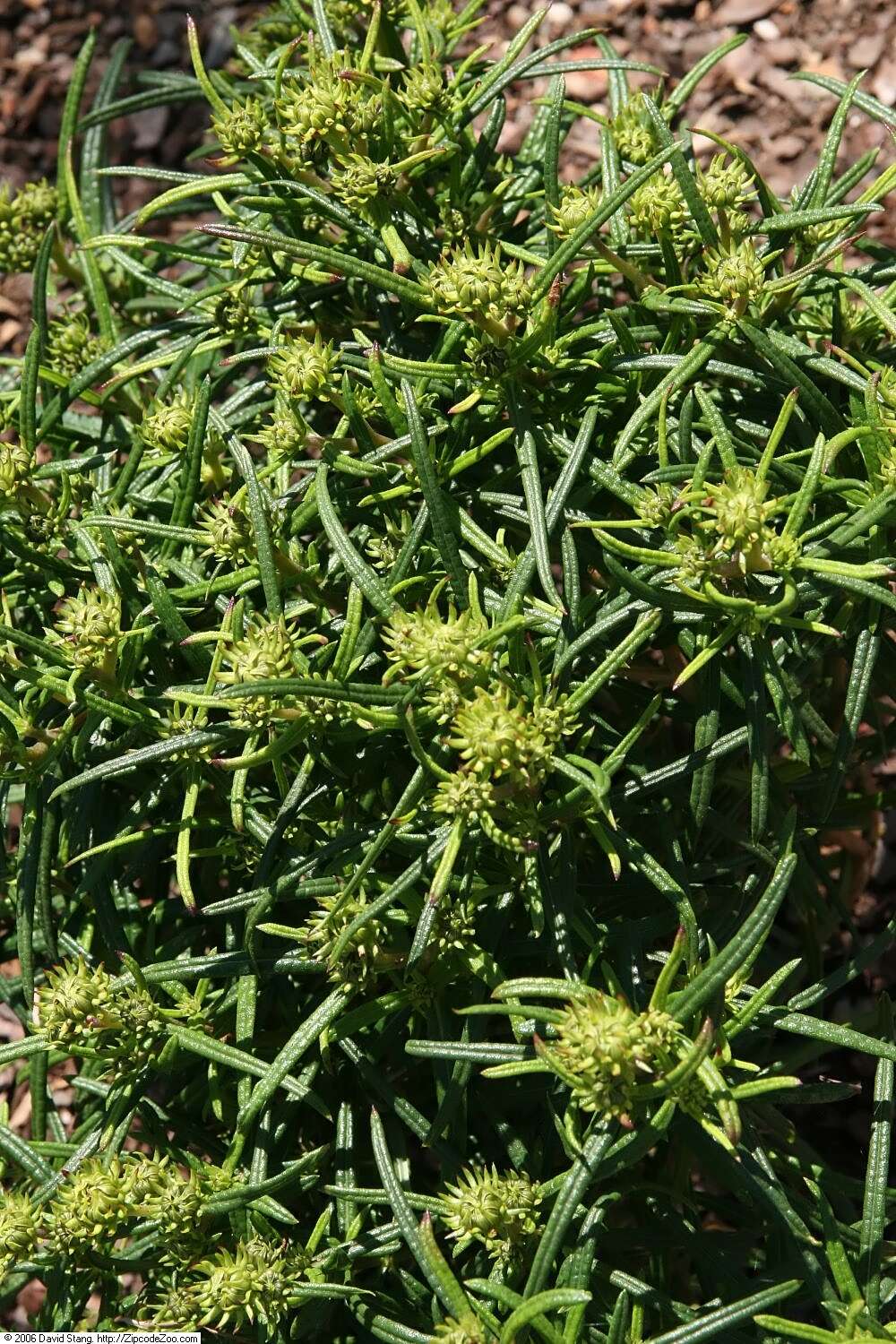 Image of willowleaf sunflower