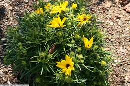 Image of willowleaf sunflower