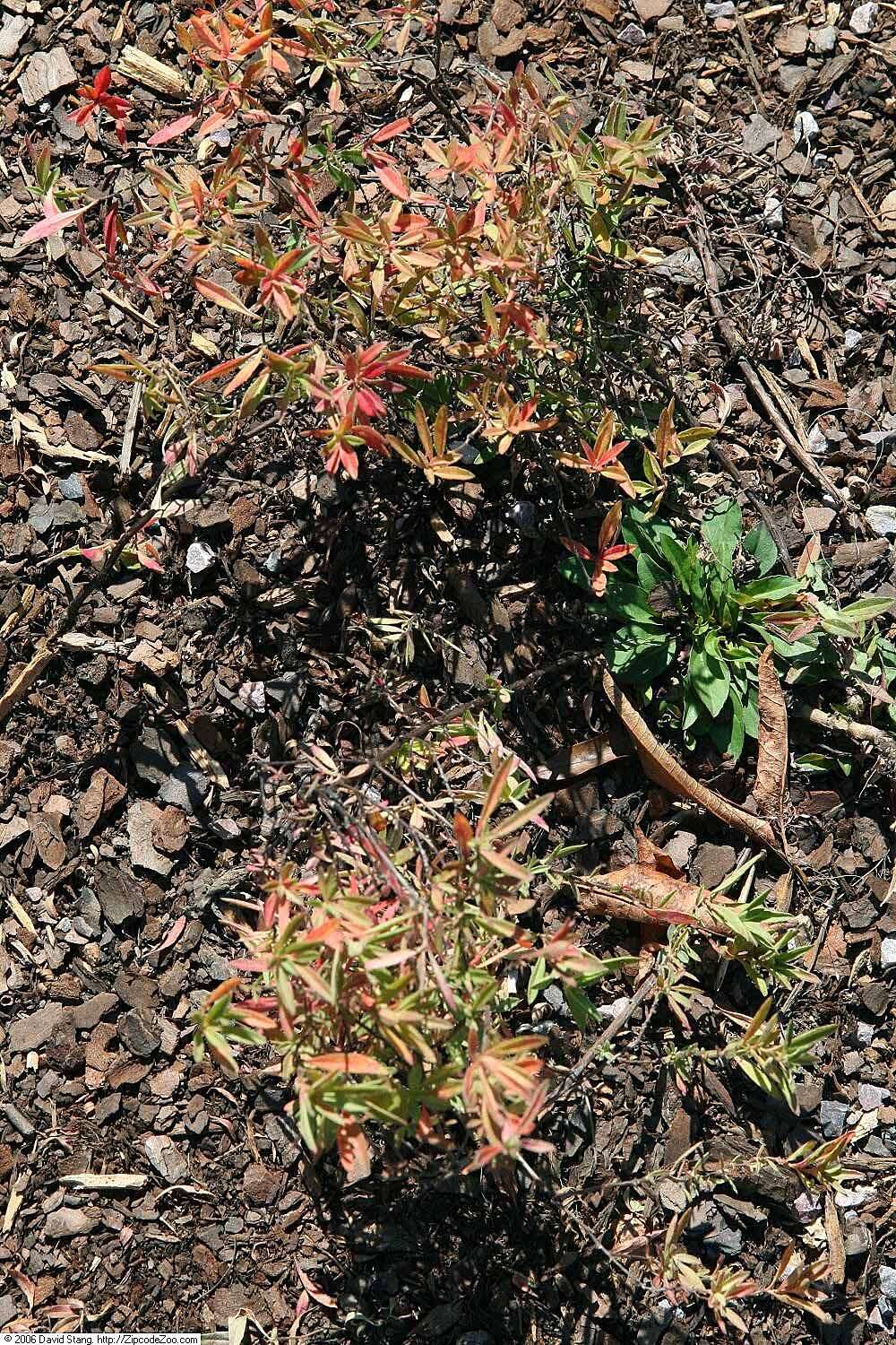 Imagem de Oenothera perennis L.