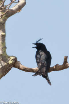 Image of Crested Drongo