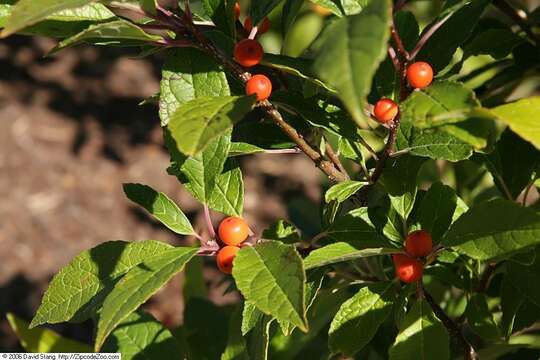 Image of Michigan holly