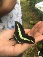 Image of Papilio demolion Cramer (1776)