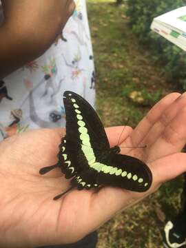 Image of Papilio demolion Cramer (1776)