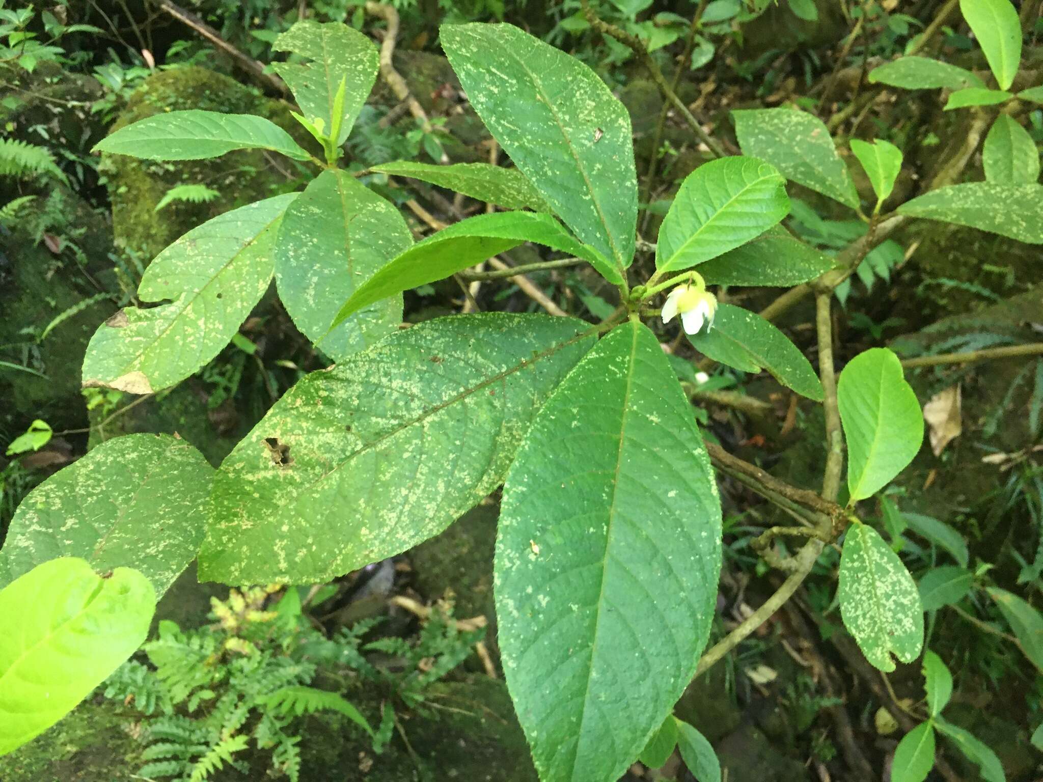 Image of Saurauia andreana F. M. Bailey