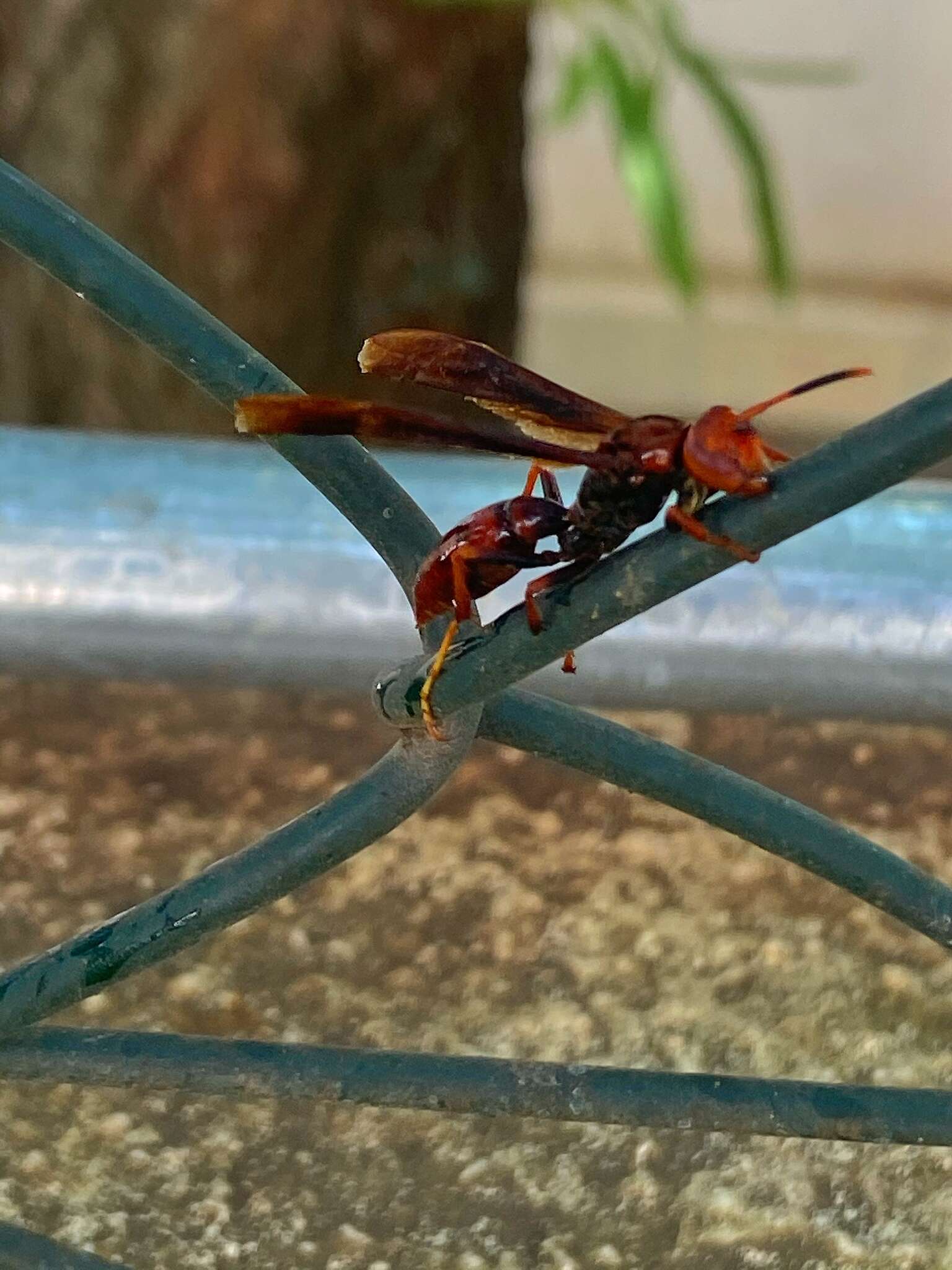 Image of Polistes lanio (Fabricius 1775)