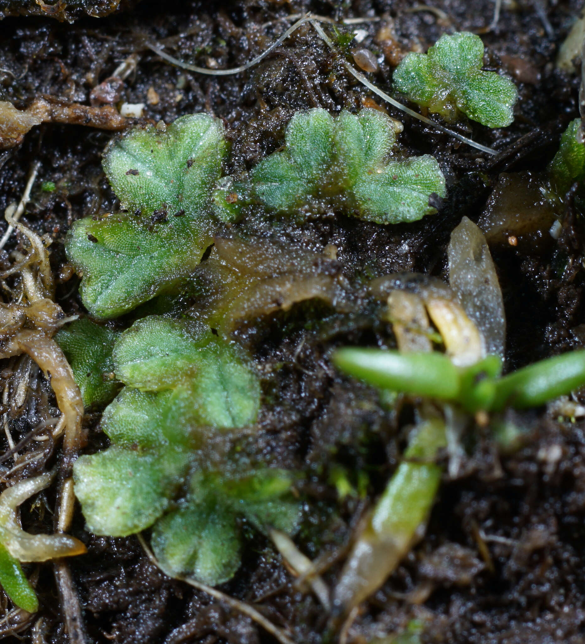 Image of Riccia sorocarpa Bisch.