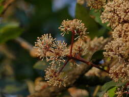 Image of Ixora brachiata Roxb.