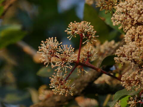 صورة Ixora brachiata Roxb.