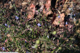 Image of small bonny bellflower