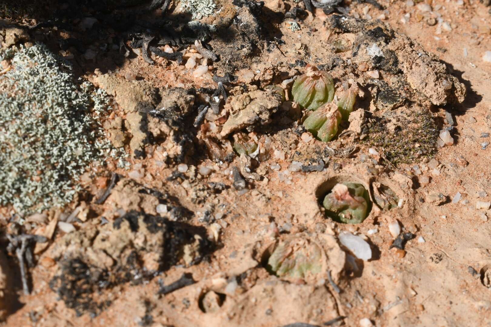 Image of Bulbine diphylla Schltr. ex Poelln.