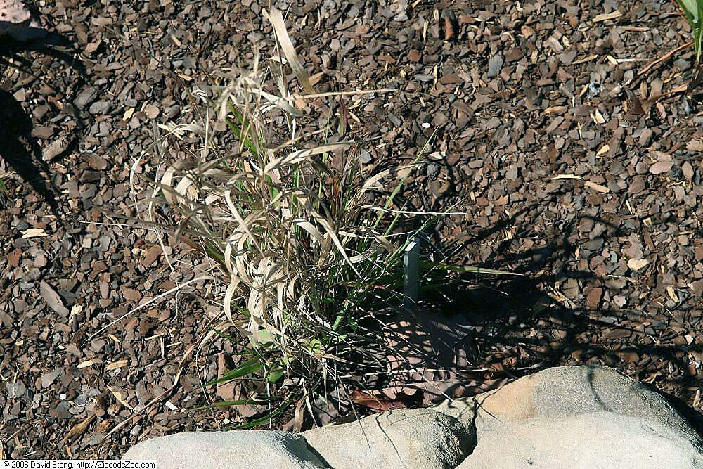 Image of Eastern Bottle-Brush Grass