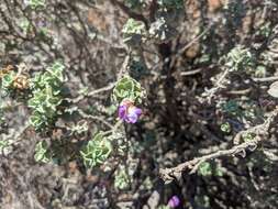 Image de Eremophila rotundifolia F. Muell.