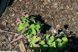 Image of red columbine