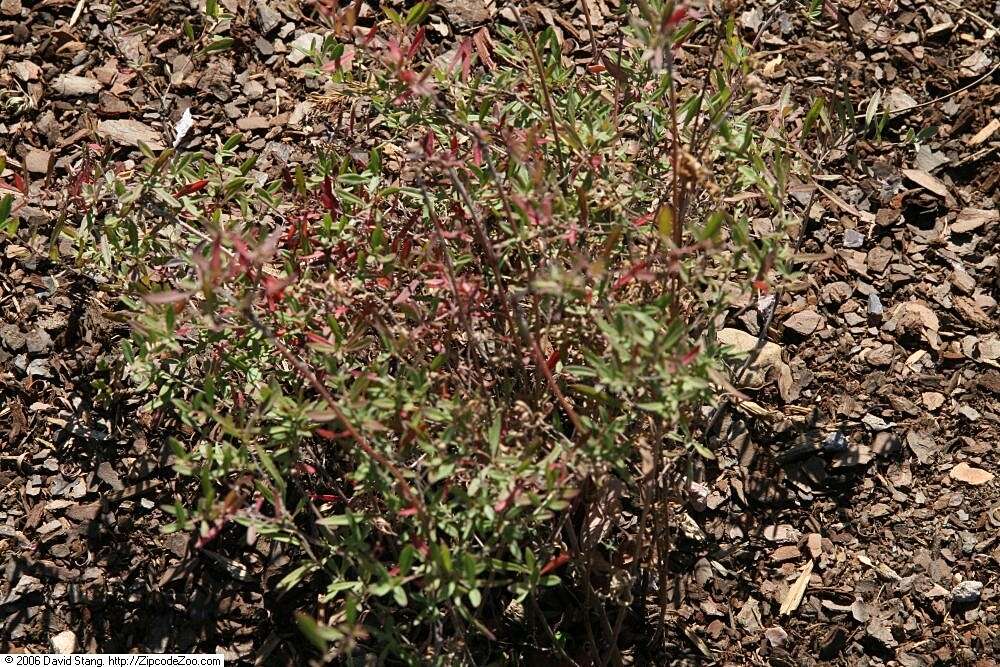 Imagem de Oenothera perennis L.