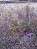 Image of Purple Toadflax