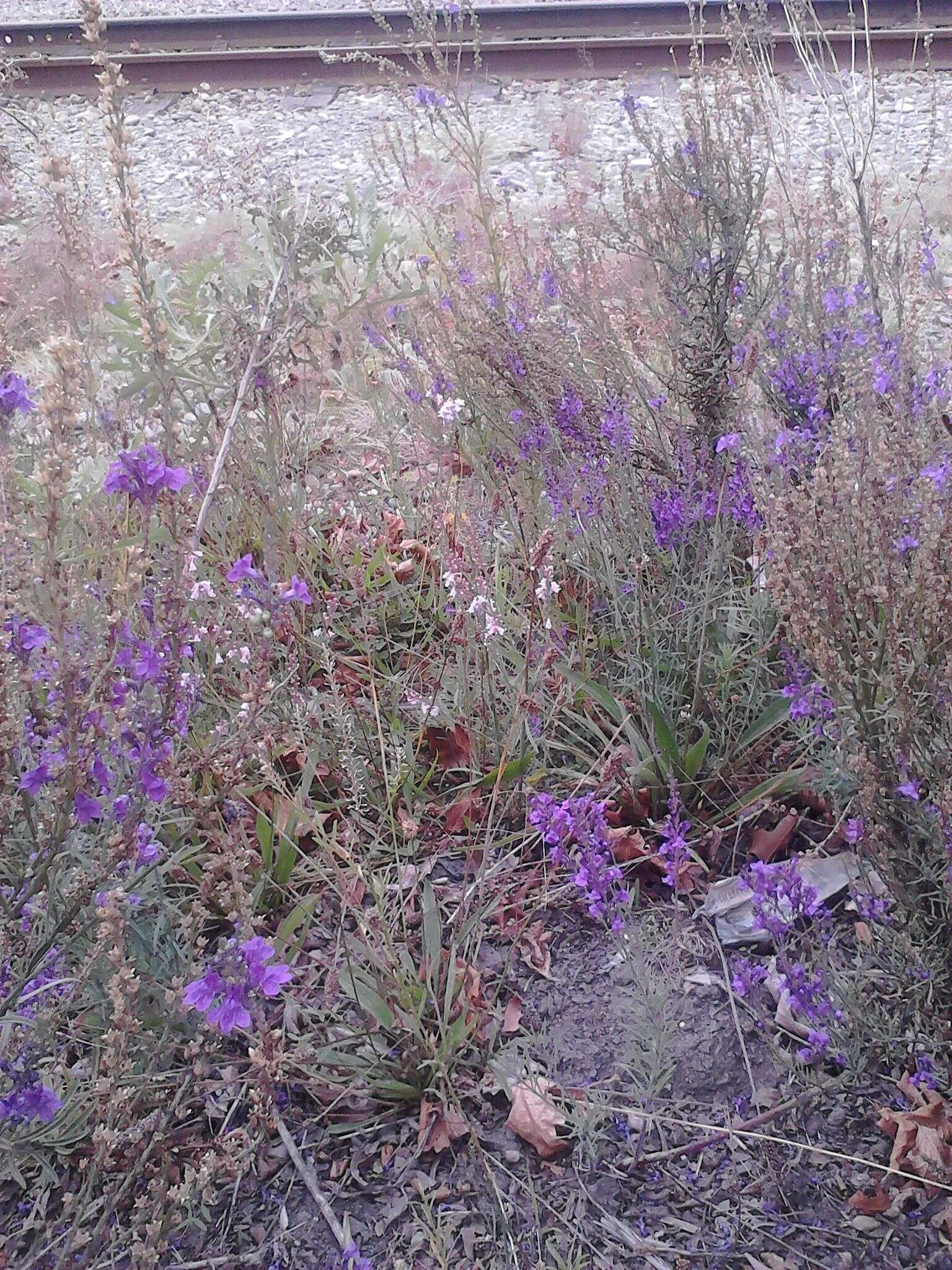 Plancia ëd Linaria purpurea (L.) Mill.