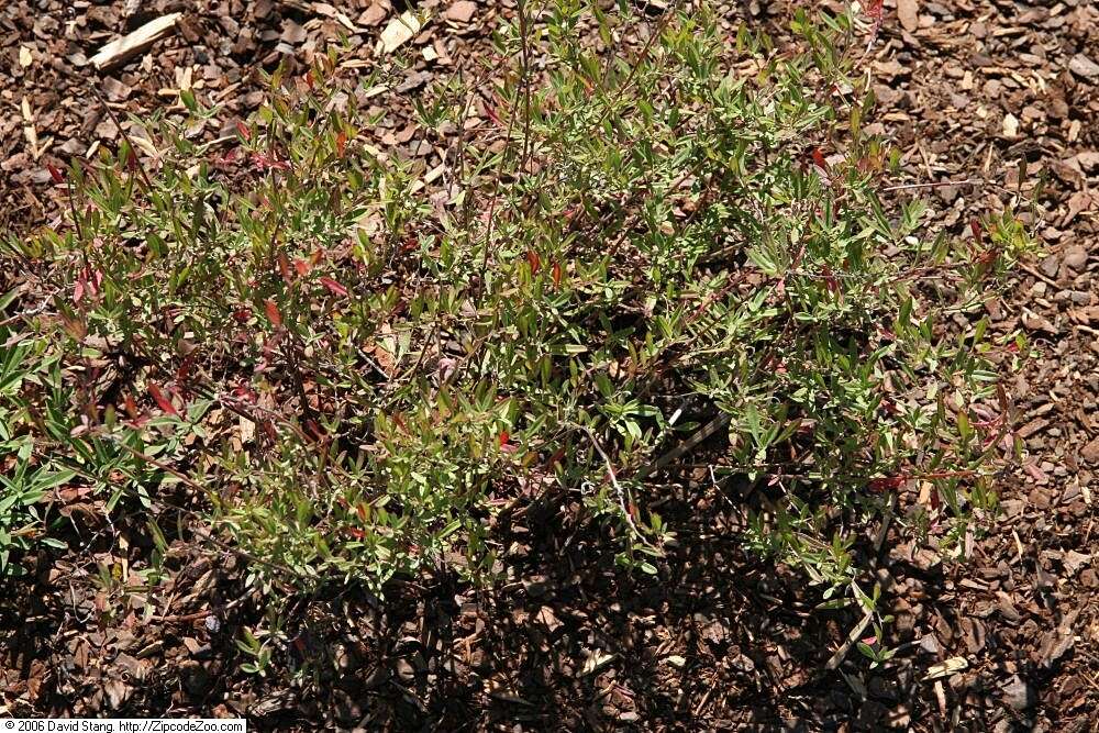 Imagem de Oenothera perennis L.