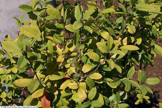 Image of Canadian serviceberry